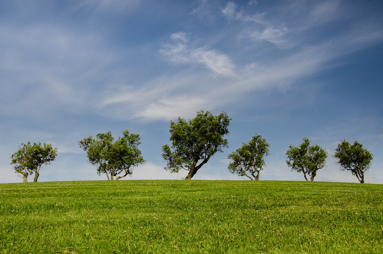 trees, hill, grass